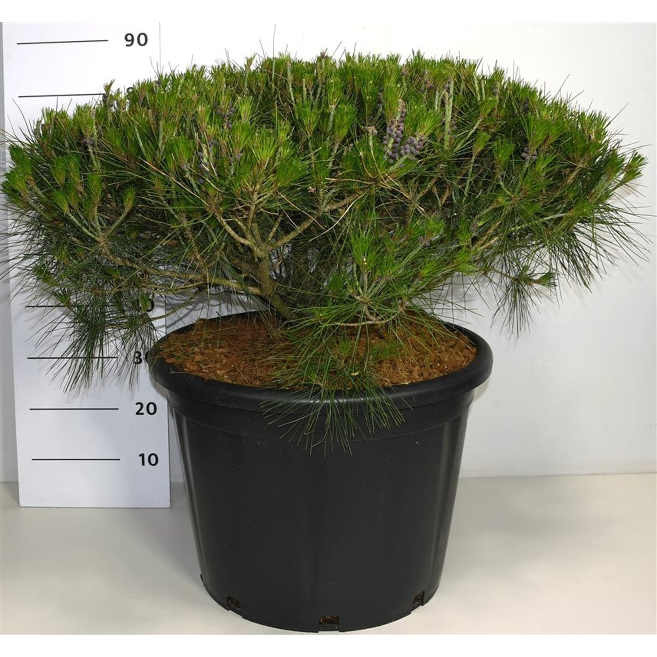 Japansk svarttall – Pinus densiflora 'Alice Verkade' - C65 70-80 CM